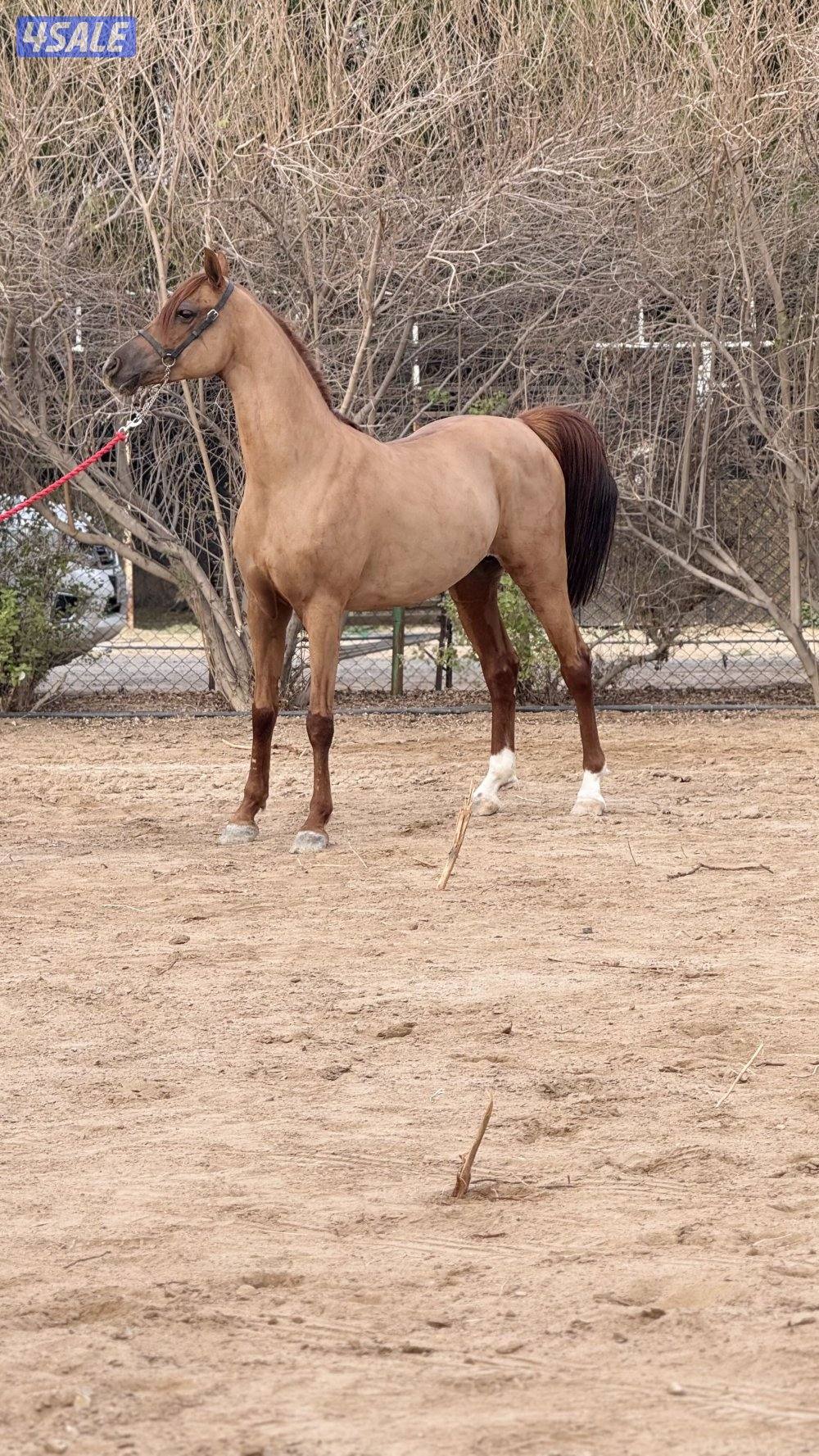 للبيع حصان شيخ للهاوي0