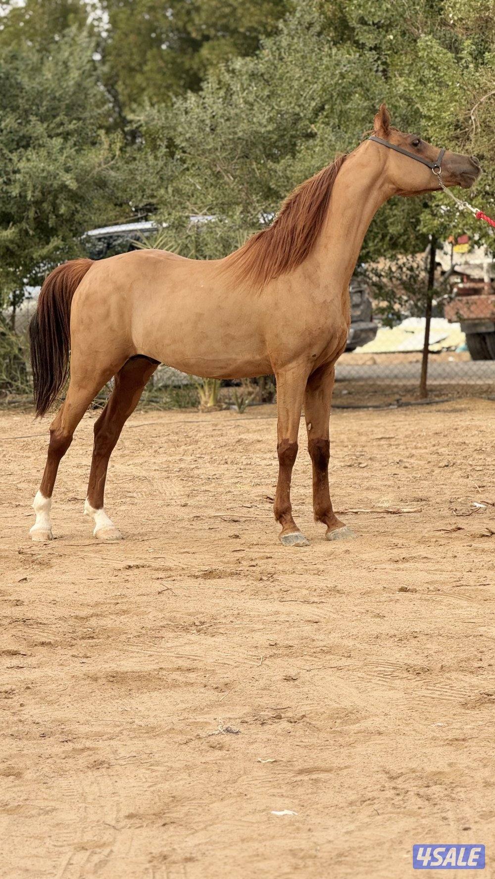 للبيع حصان شيخ للهاوي1