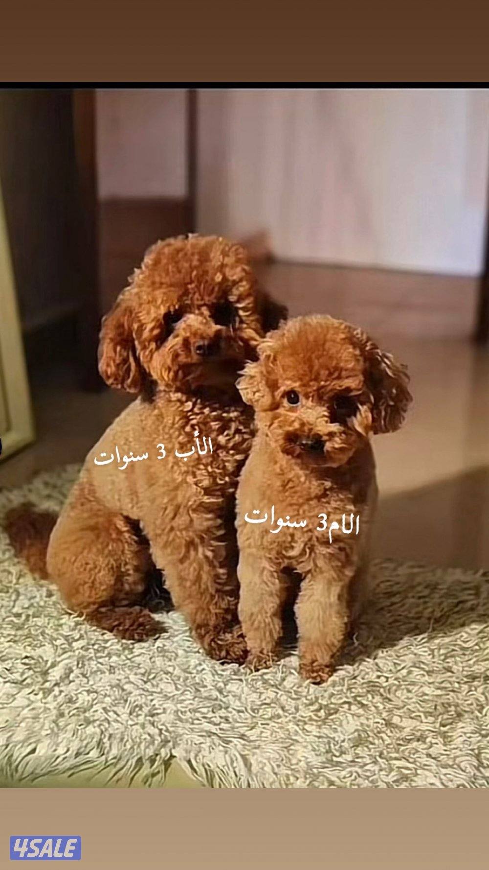 توي بودل نثيه3