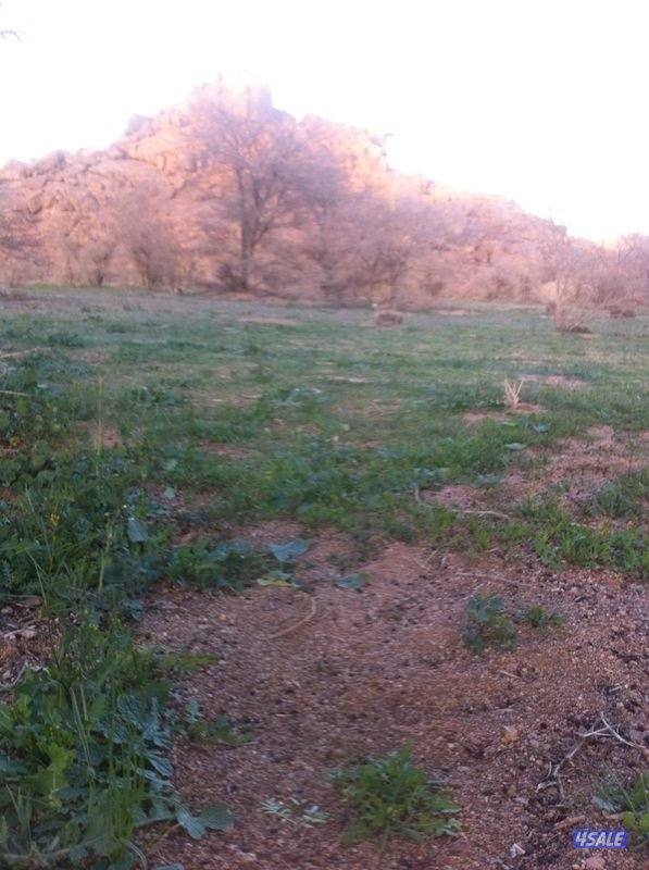 ذبح وتوصيل شفالي ايراني0