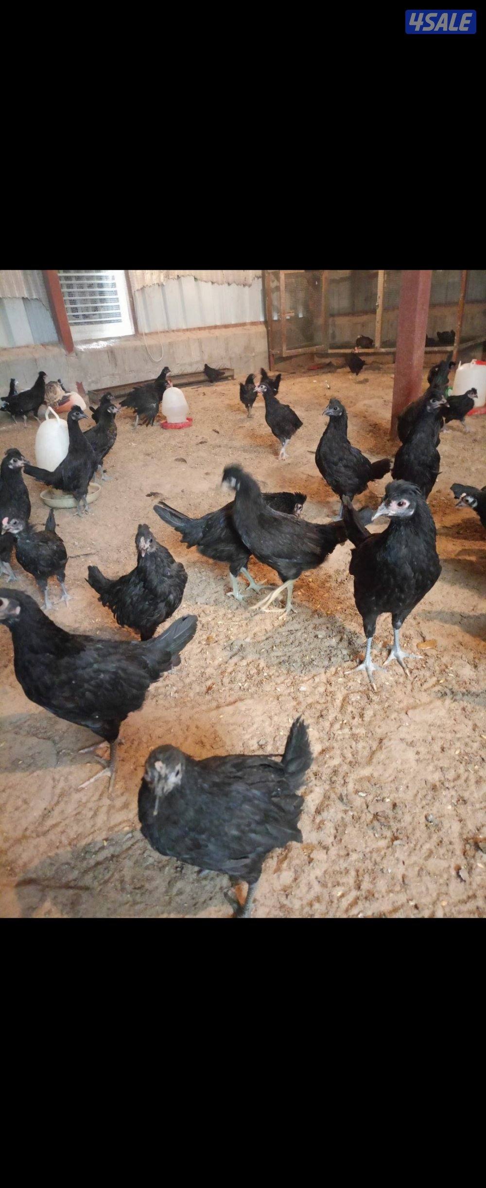 للبيع عقارب الحلال طيب0