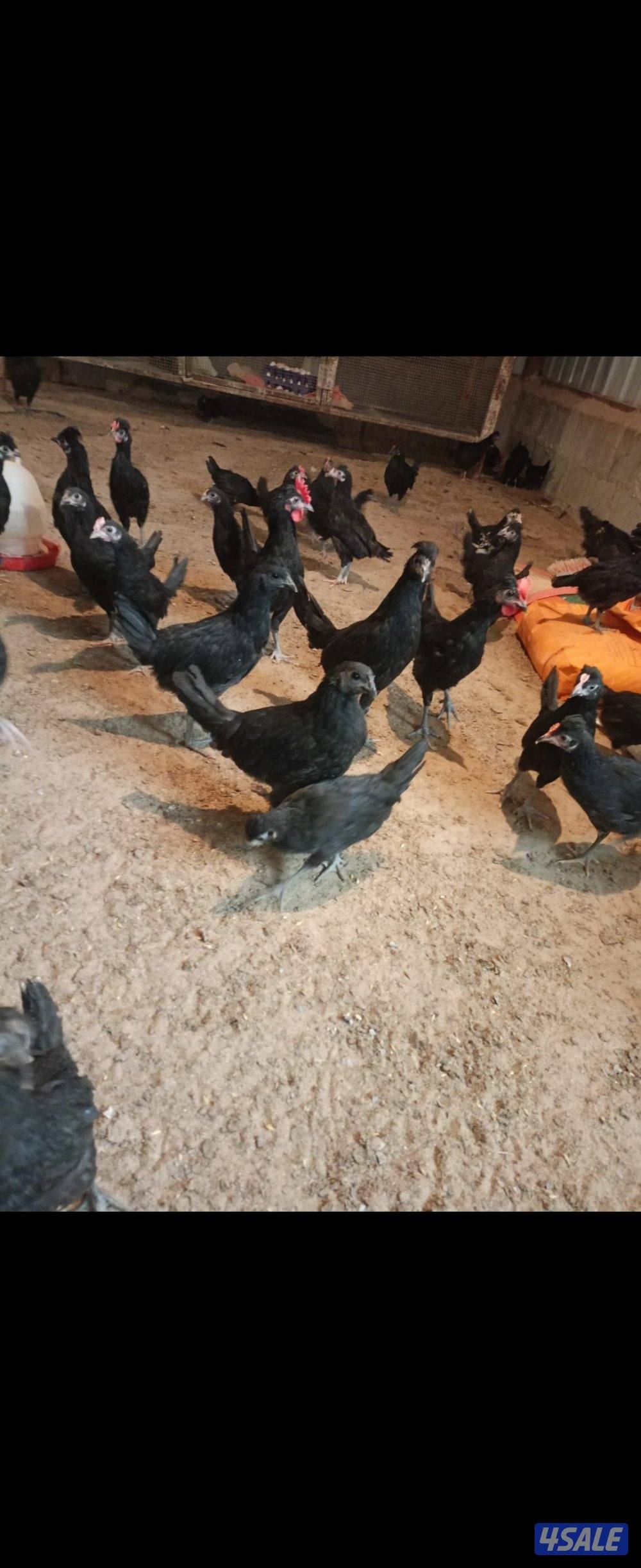 للبيع عقارب الحلال طيب1