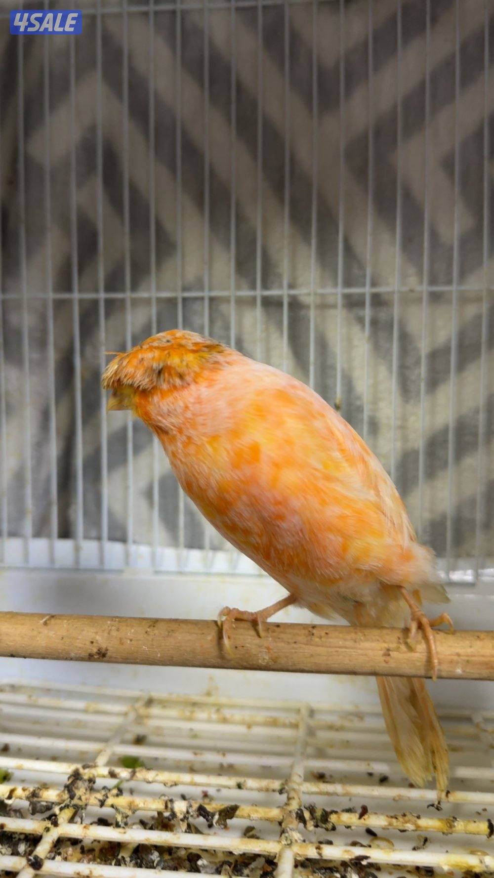 للبيع كناري0