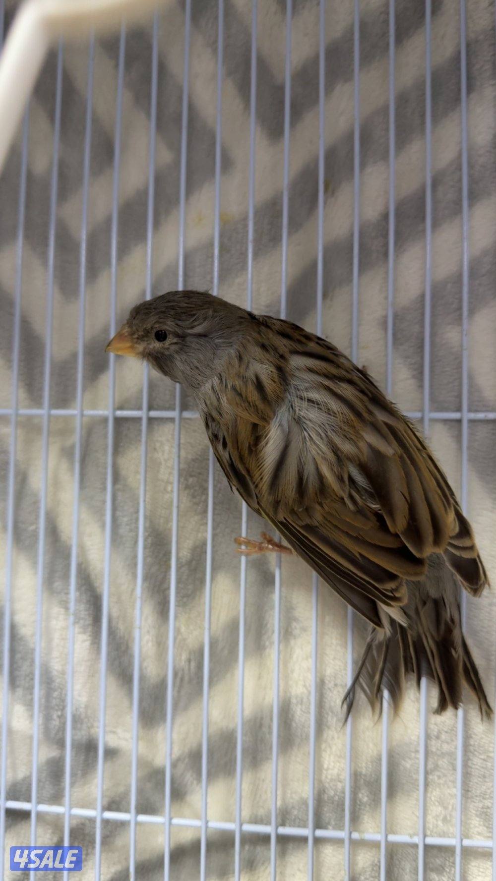 للبيع كناري1