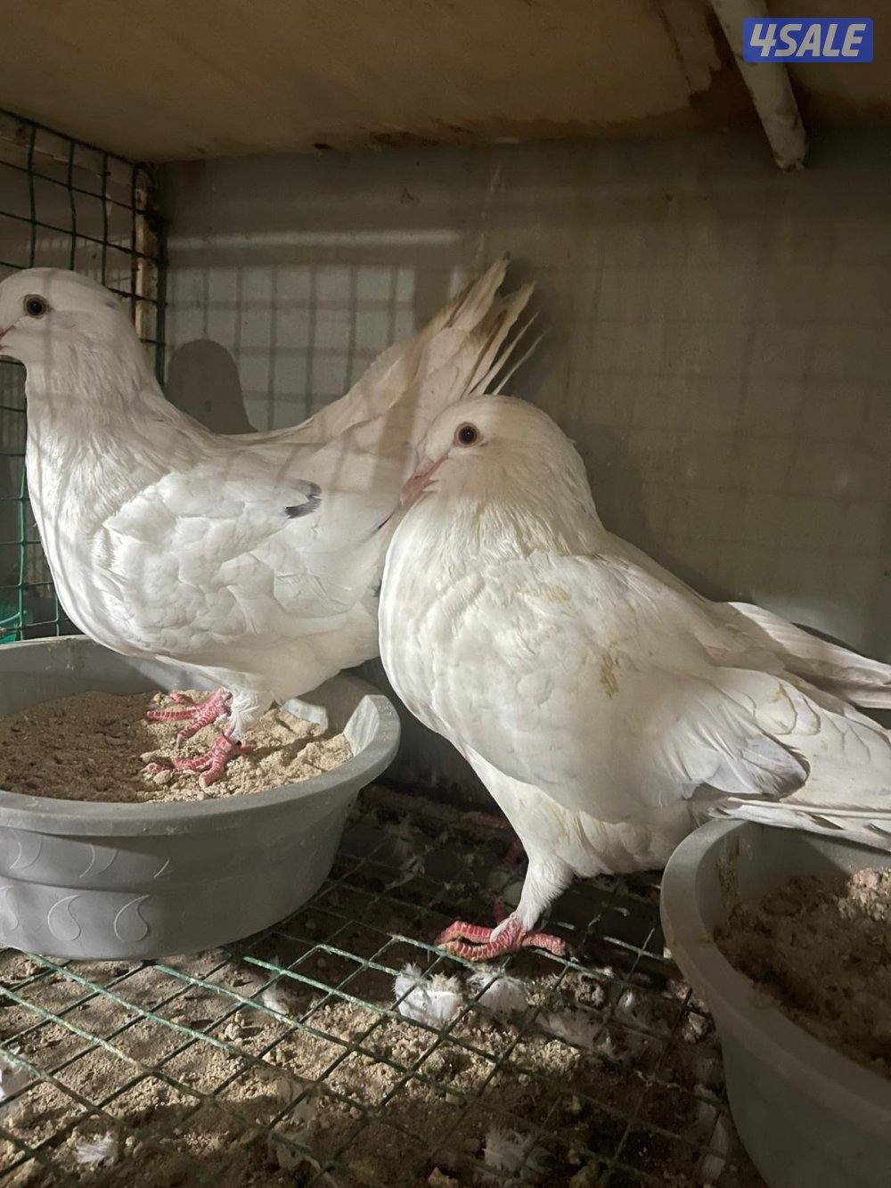 الي يدور النادر1