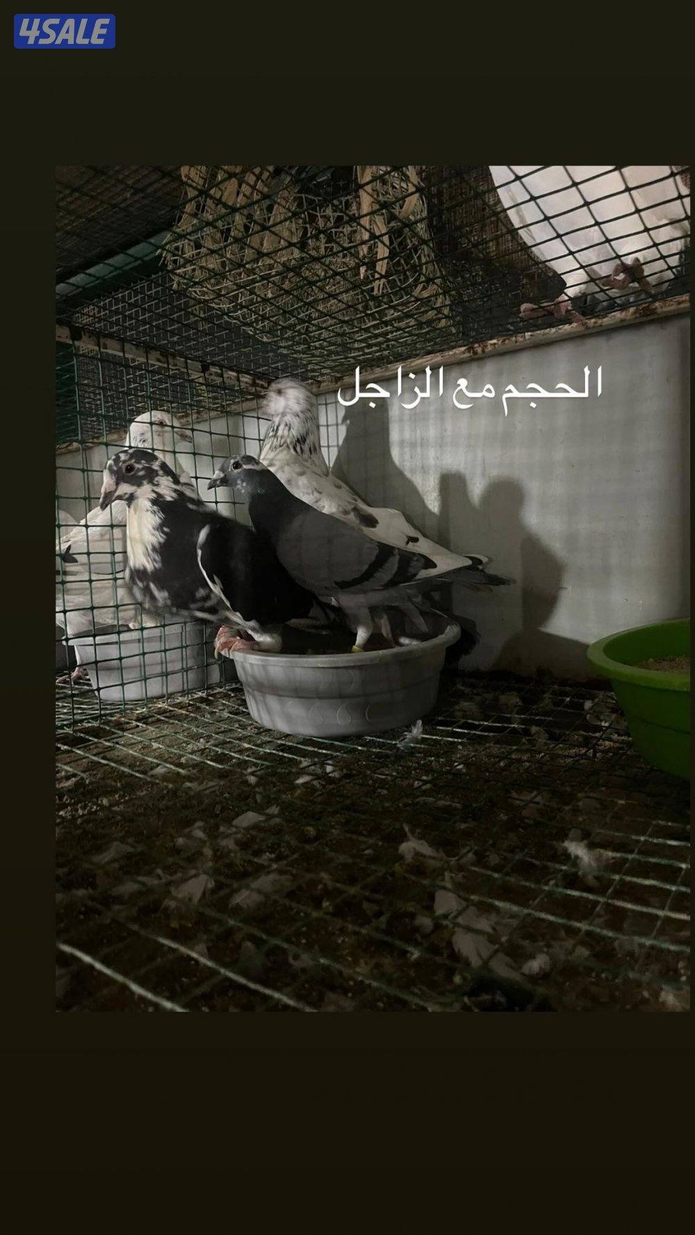 الي يدور النادر2