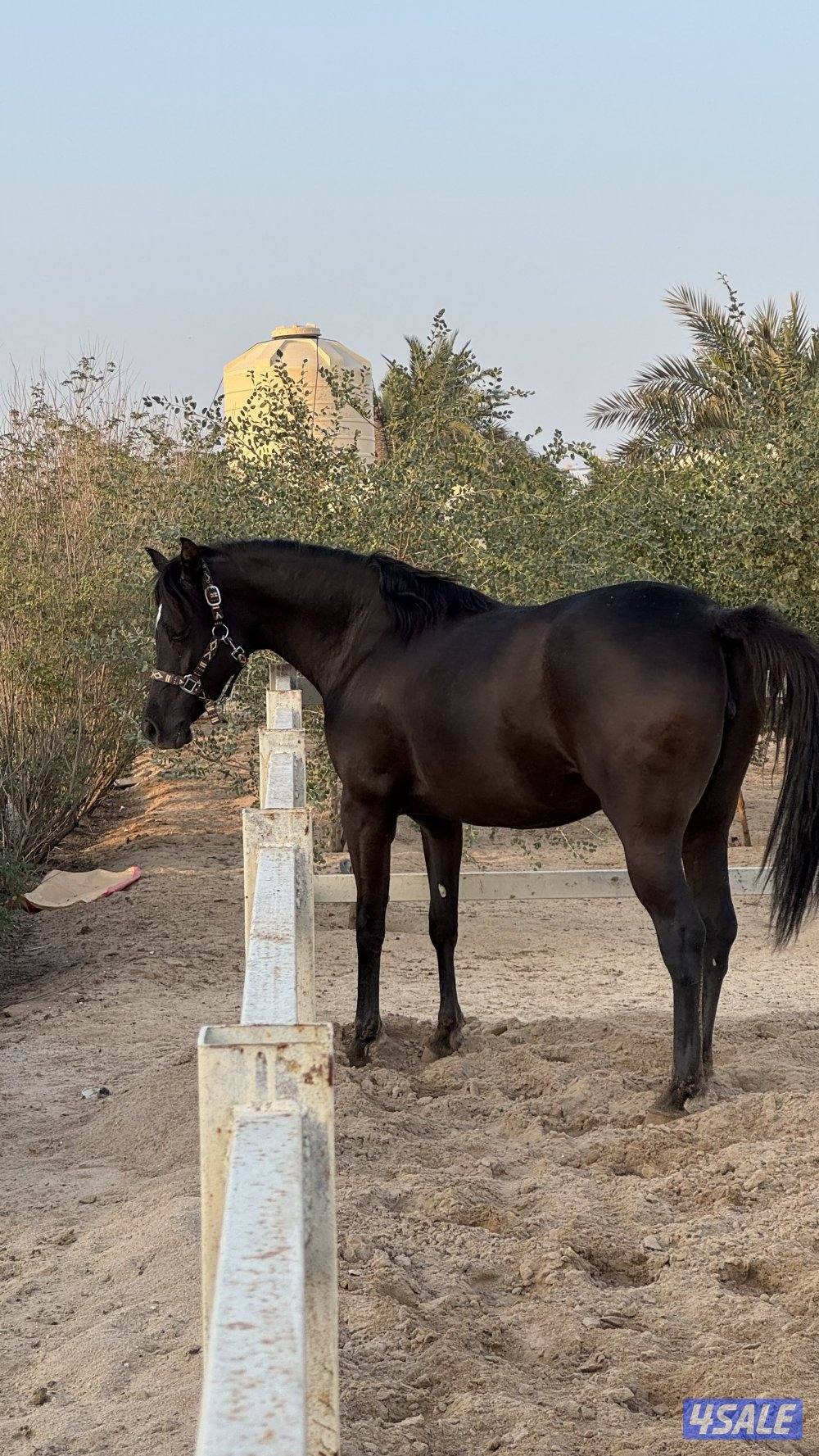 للبيع مهرة مصرية دهما0