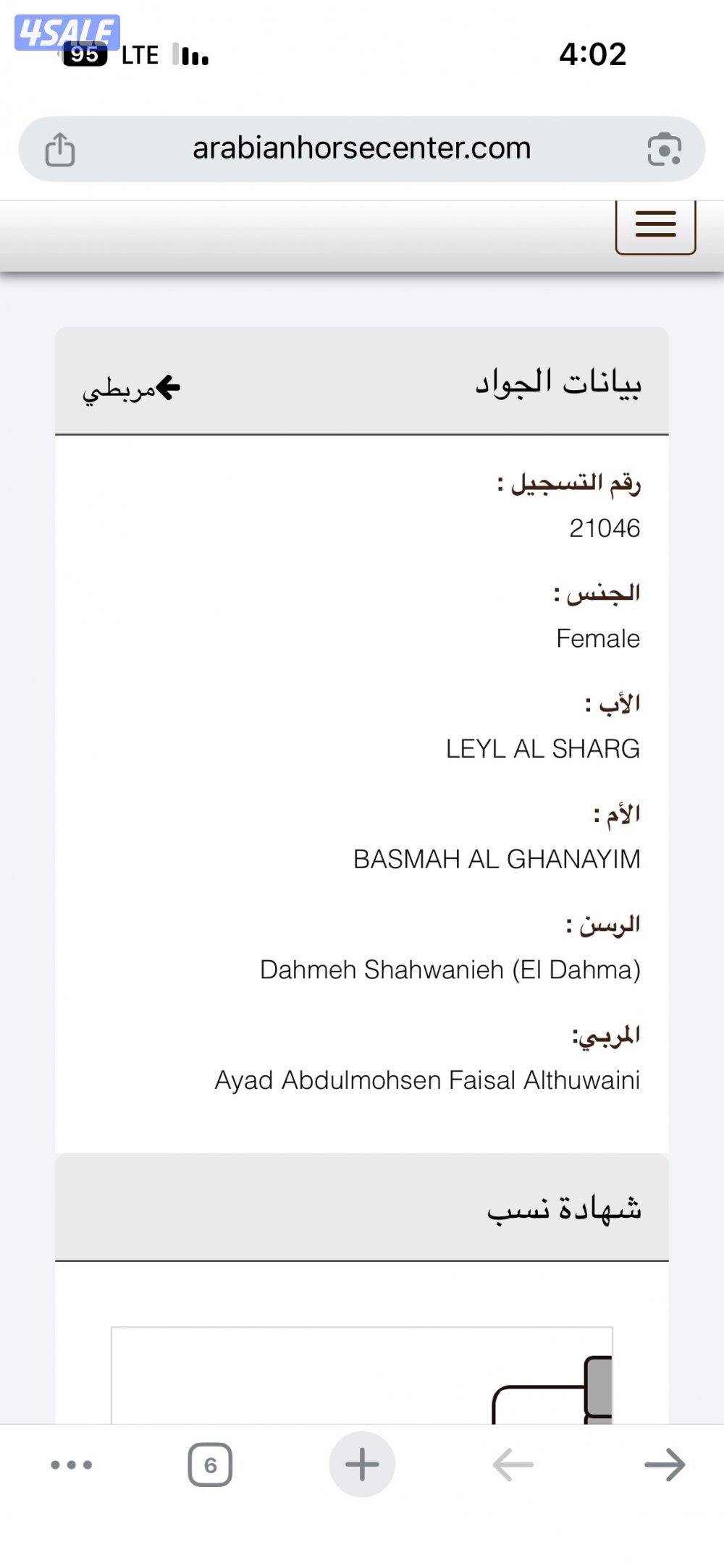 للبيع مهرة مصرية دهما1