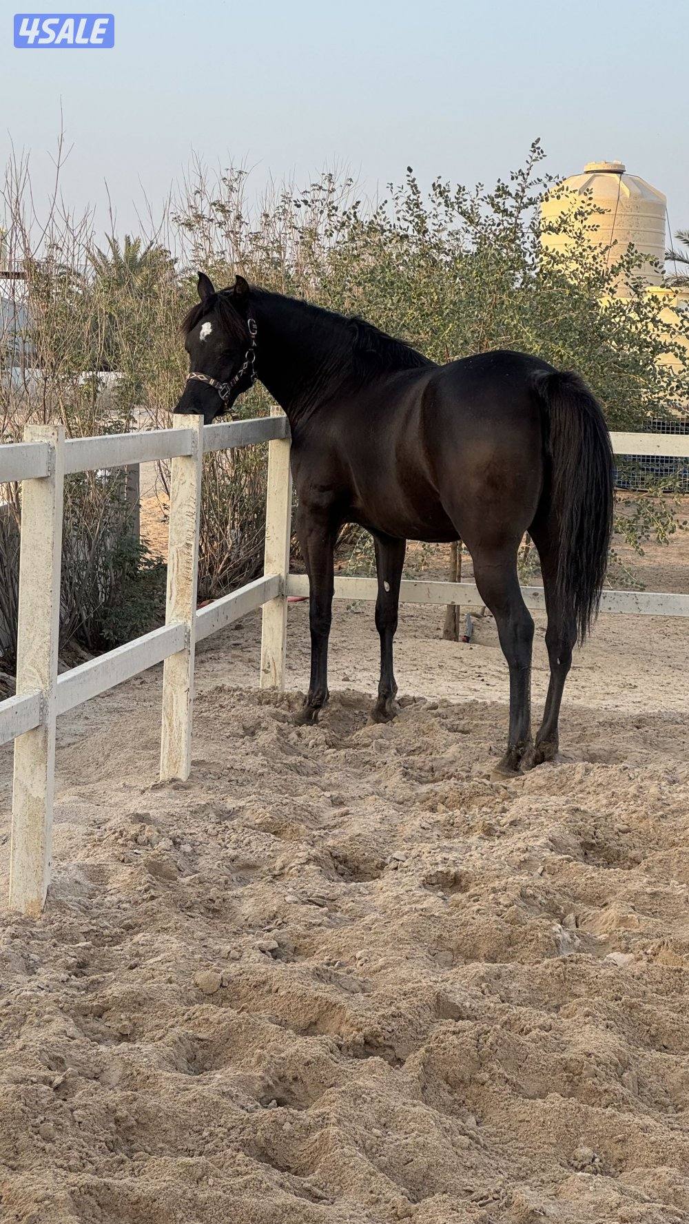 للبيع مهرة مصرية دهما2