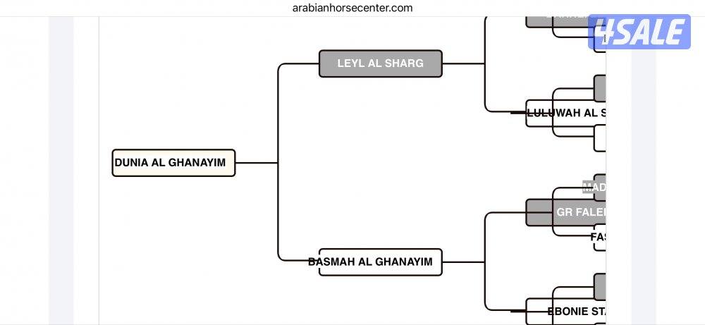 للبيع مهرة مصرية دهما3