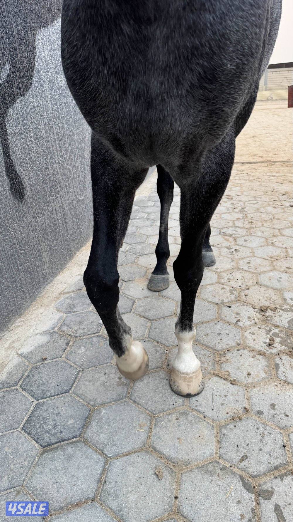 للبيع حصان فرنسي ولد عين جالوت1