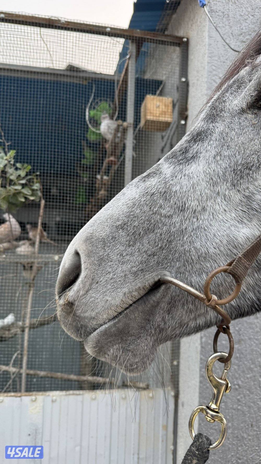 للبيع حصان فرنسي ولد عين جالوت2