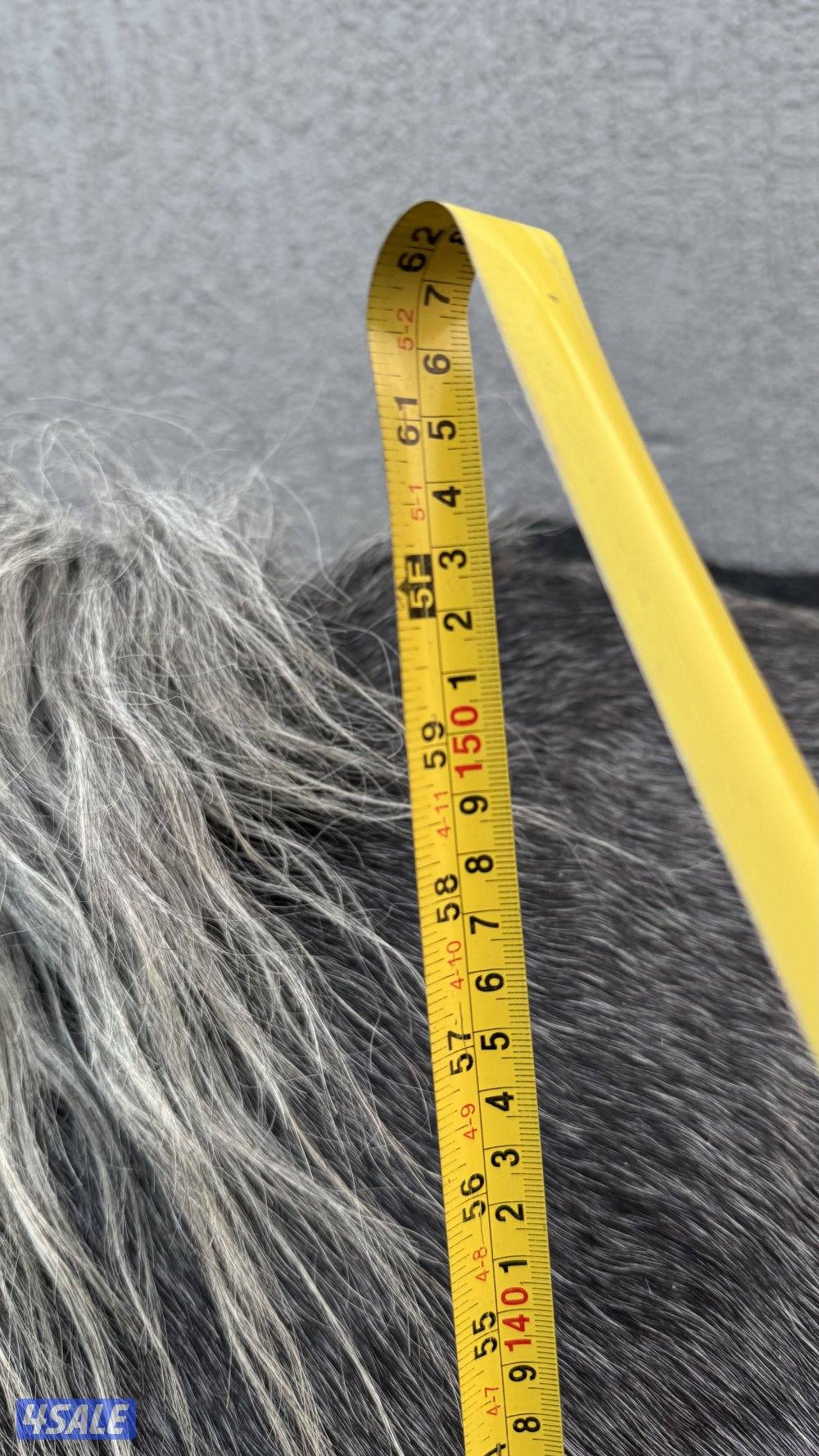 للبيع حصان فرنسي ولد عين جالوت3