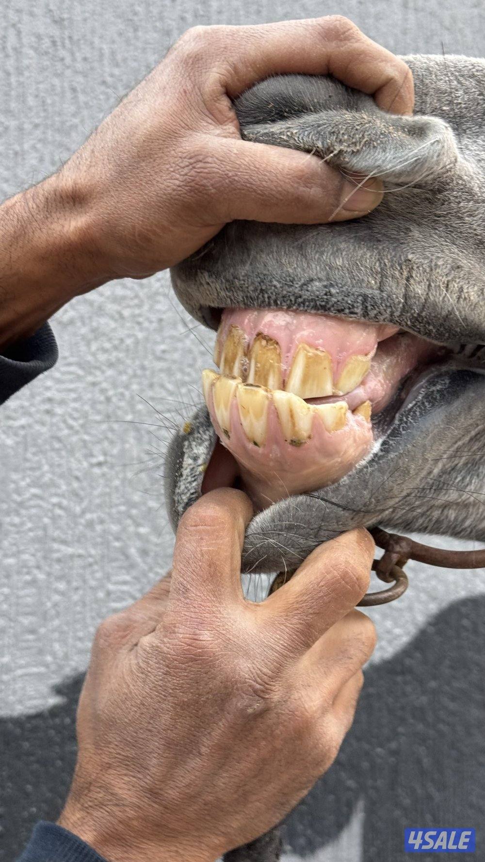 للبيع حصان فرنسي ولد عين جالوت4