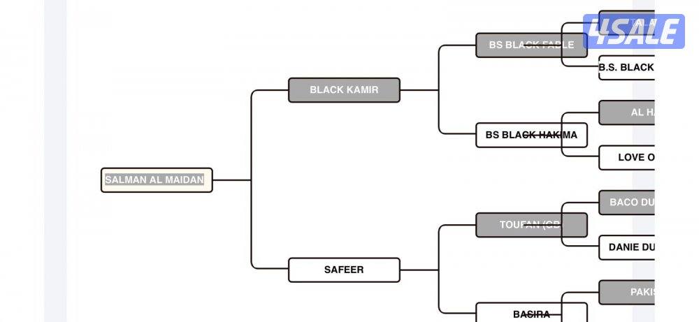 ‏إحصان مصري بيور خياله2