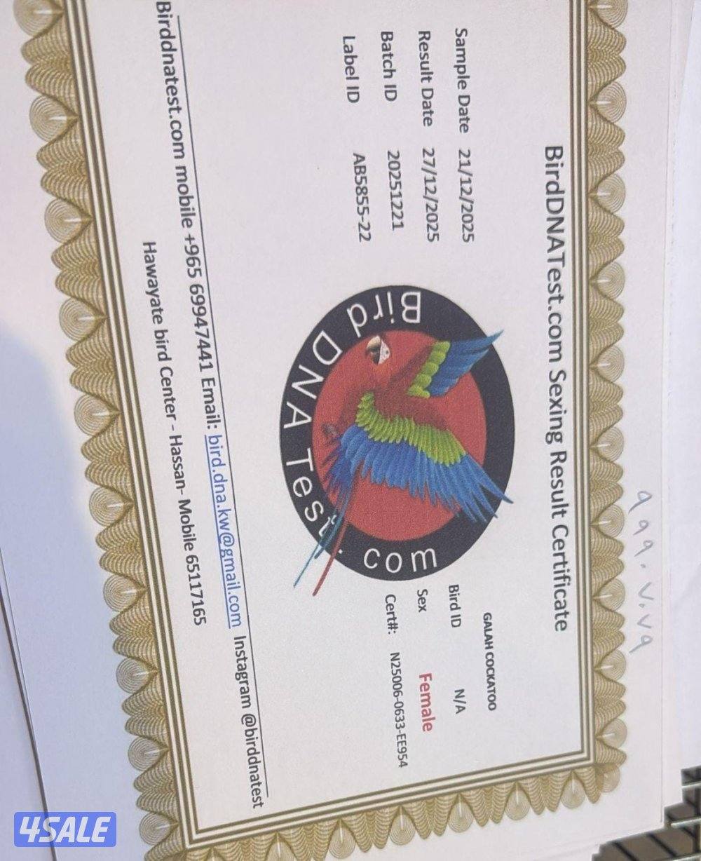 كوكاتو جالا4