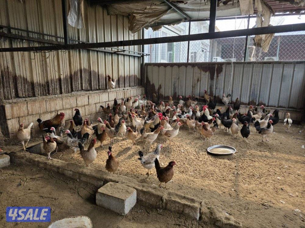 دجاج عربي قديم العدد فوق  300 التمن جملة 3 دينار فردي 3.5 دينار2