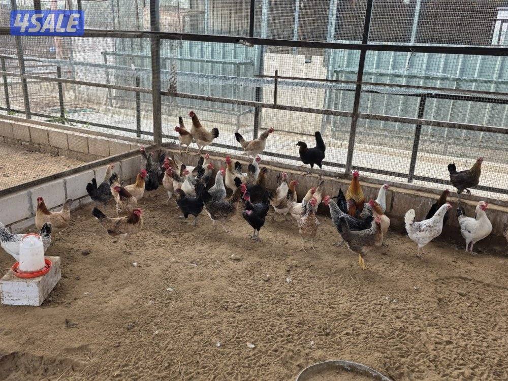 دجاج عربي قديم العدد فوق  300 التمن جملة 3 دينار فردي 3.5 دينار1