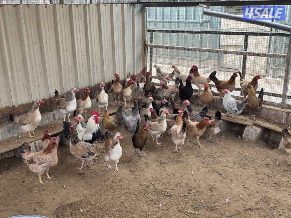 دجاج عربي قديم العدد فوق  300 التمن جملة 3 دينار فردي 3.5 دينار3