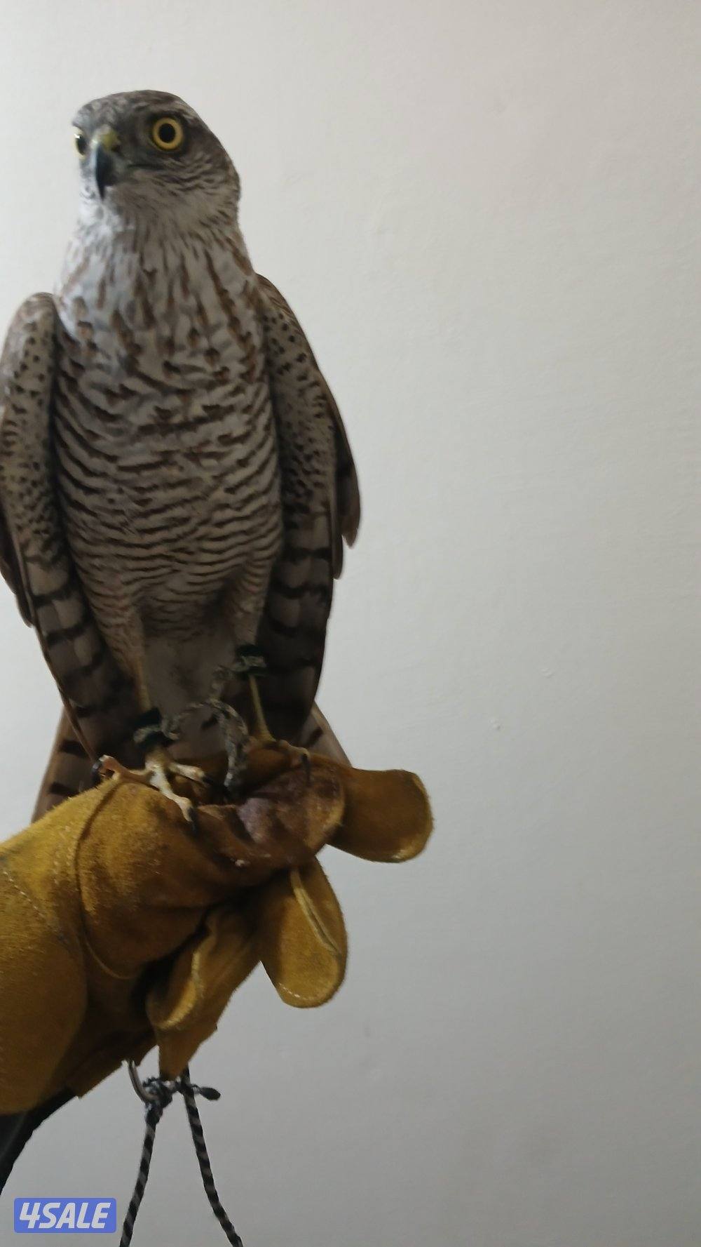 السلام عليكم طير للبيع0