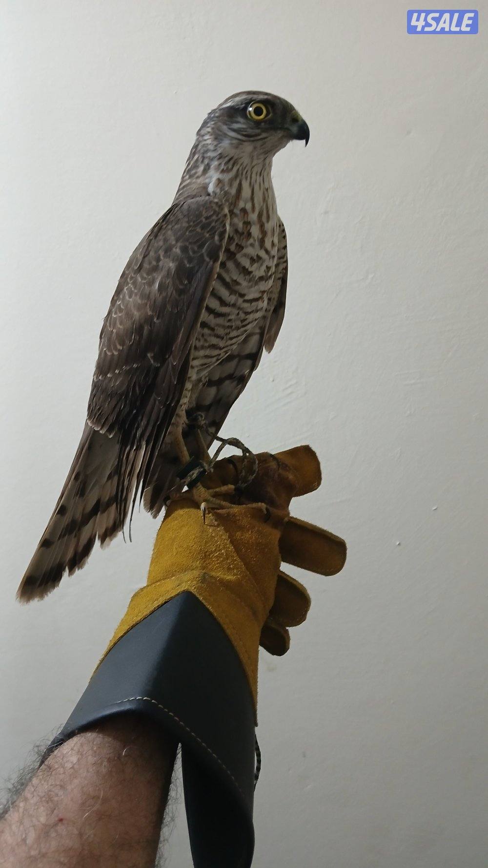 السلام عليكم طير للبيع1