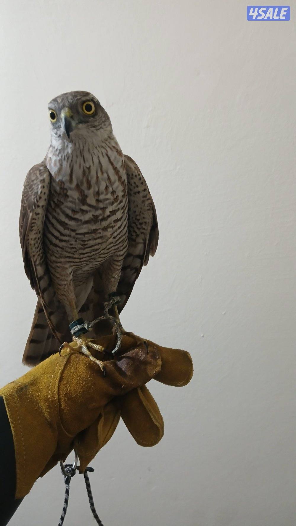 السلام عليكم طير للبيع2