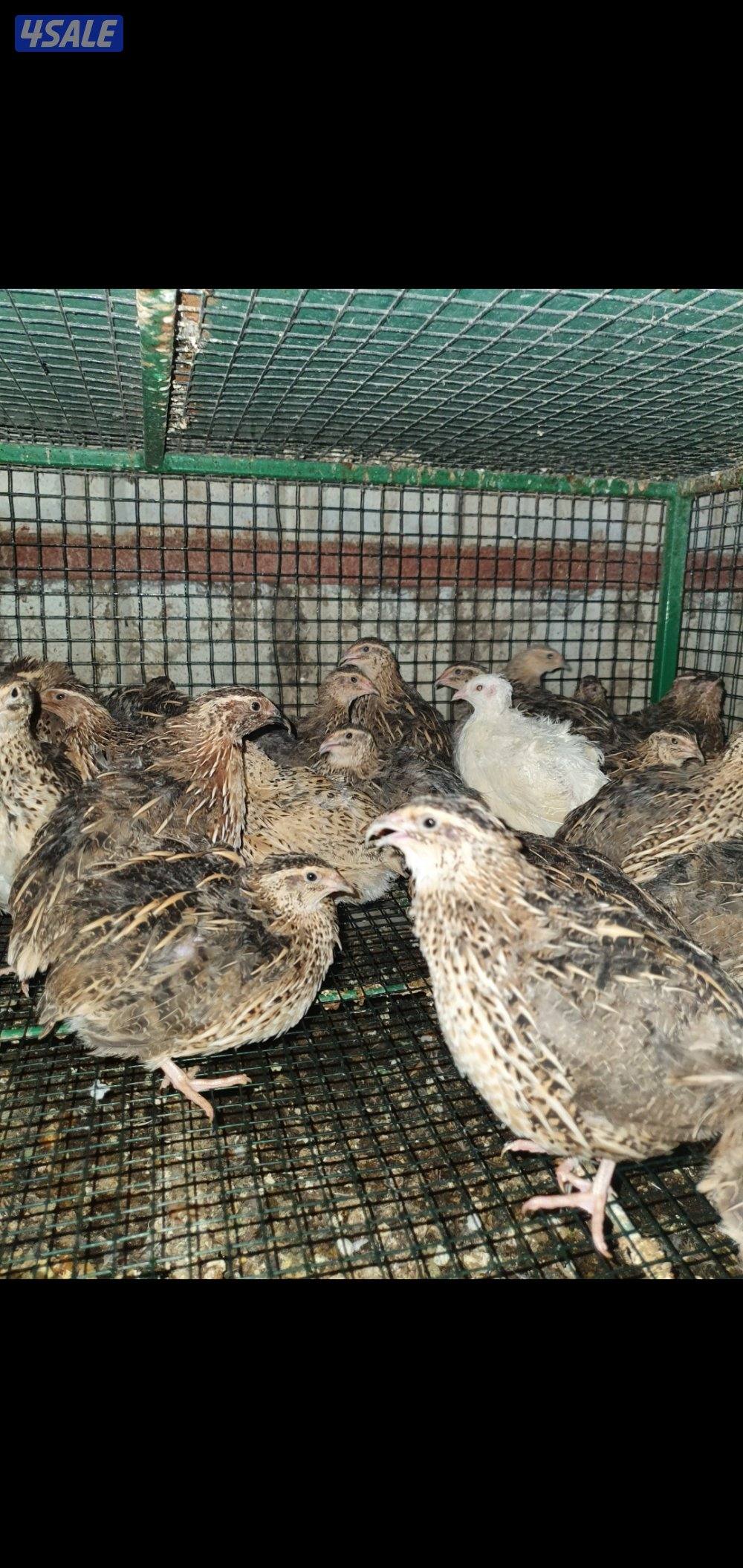 للبيع فري عادي وفري تكساس غير مطعم0