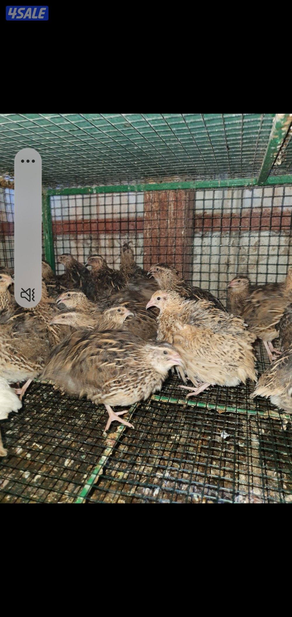 للبيع فري عادي وفري تكساس غير مطعم2