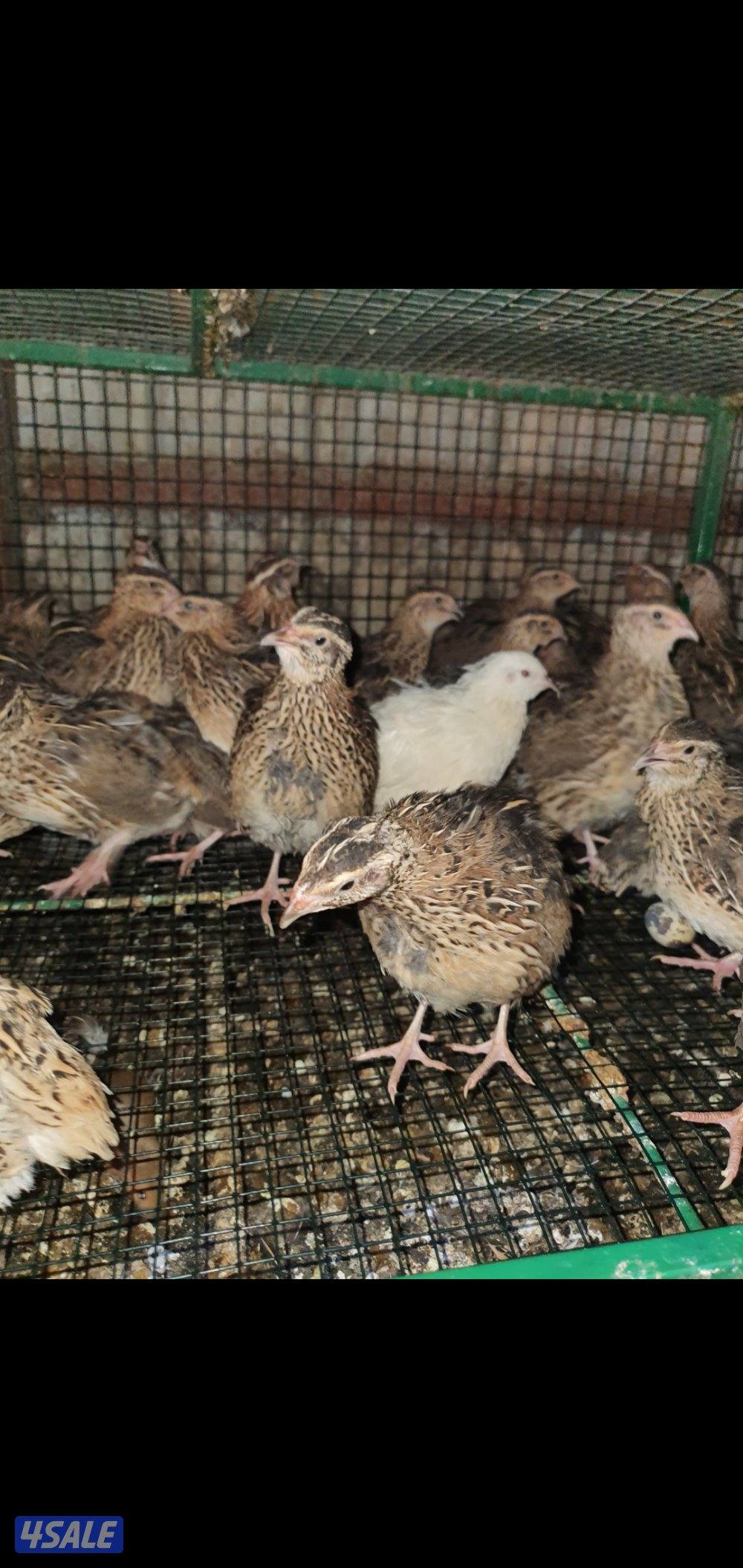 للبيع فري عادي وفري تكساس غير مطعم3