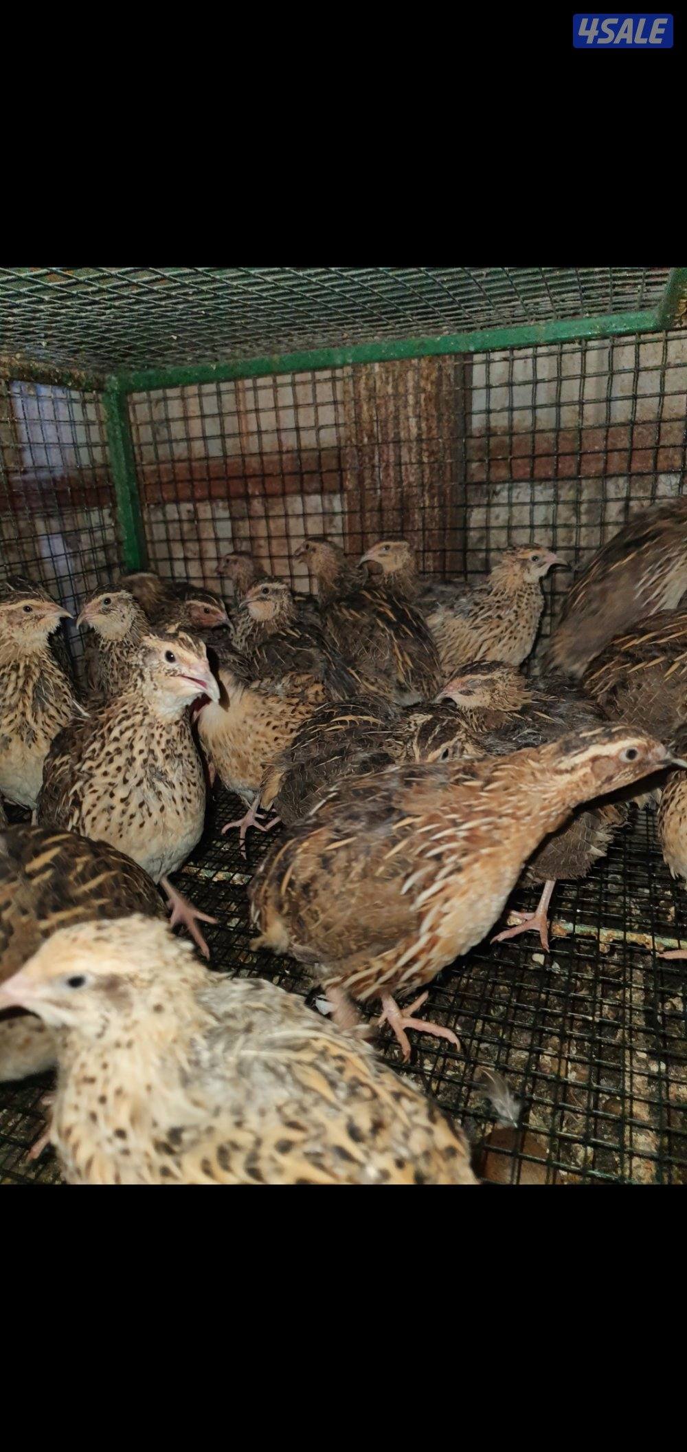 للبيع فري عادي وفري تكساس غير مطعم4