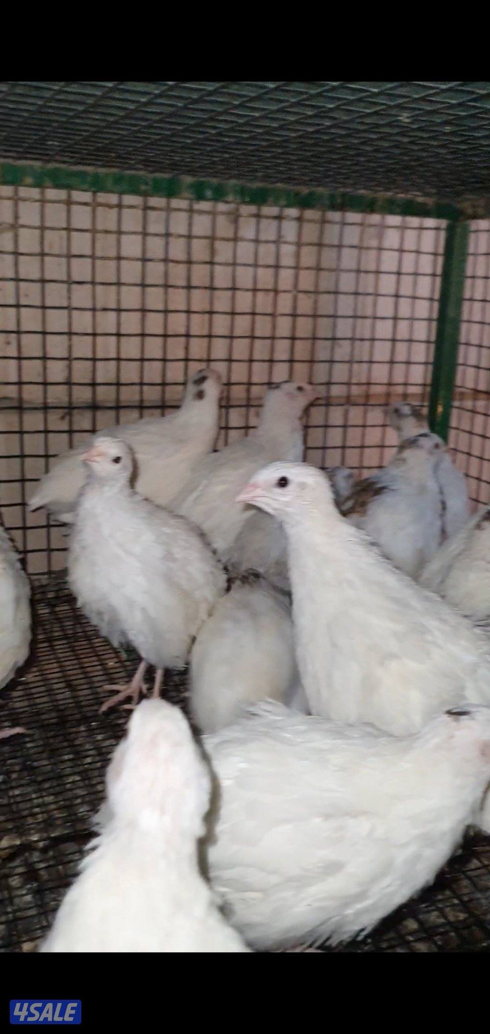 للبيع فري عادي وفري تكساس غير مطعم5