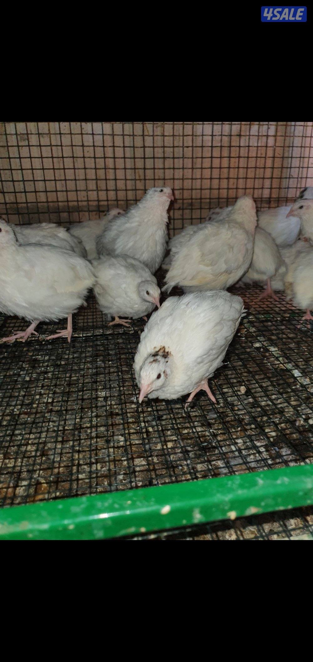 للبيع فري عادي وفري تكساس غير مطعم6