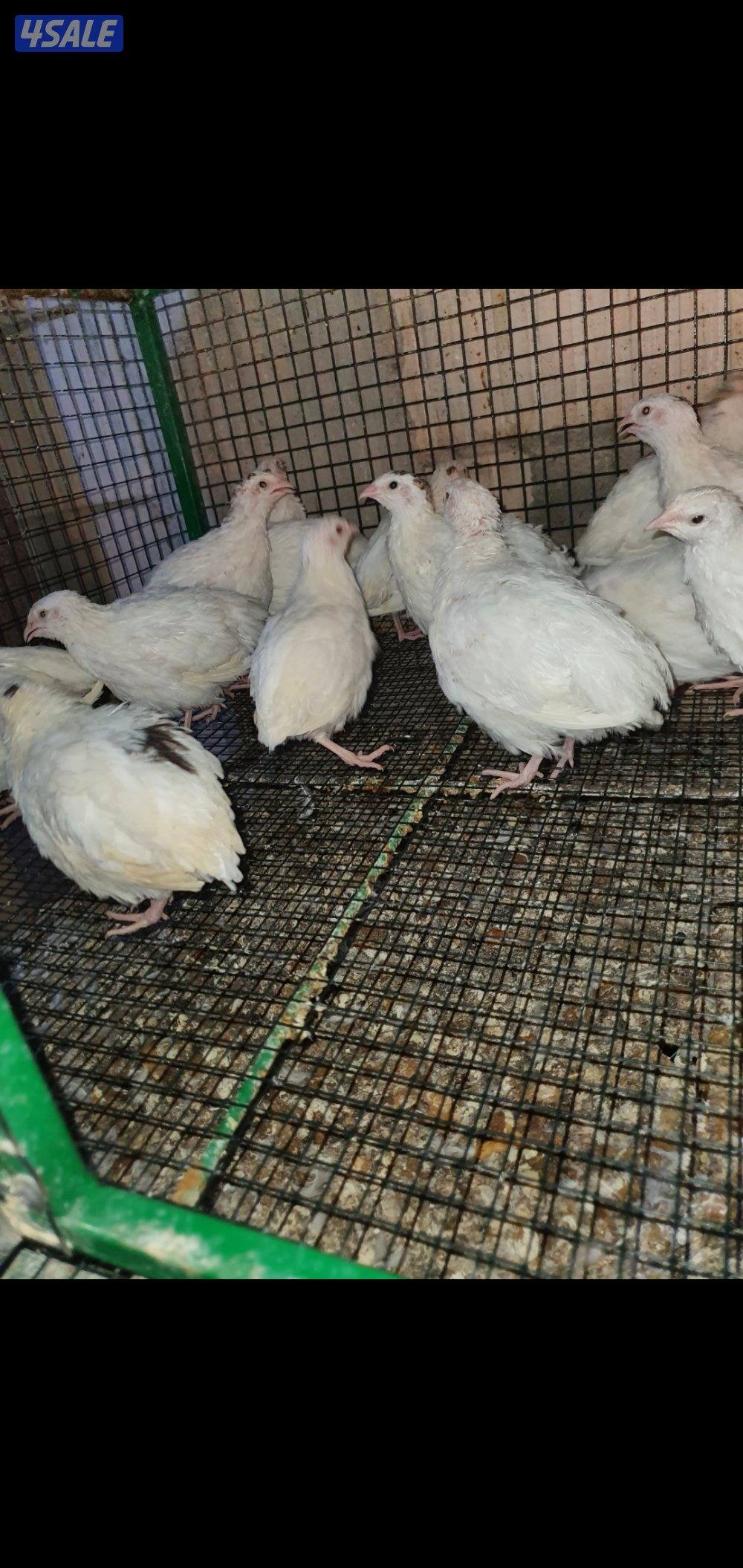 للبيع فري عادي وفري تكساس غير مطعم7