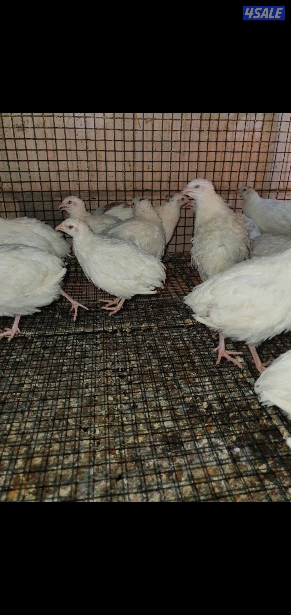 للبيع فري عادي وفري تكساس غير مطعم8