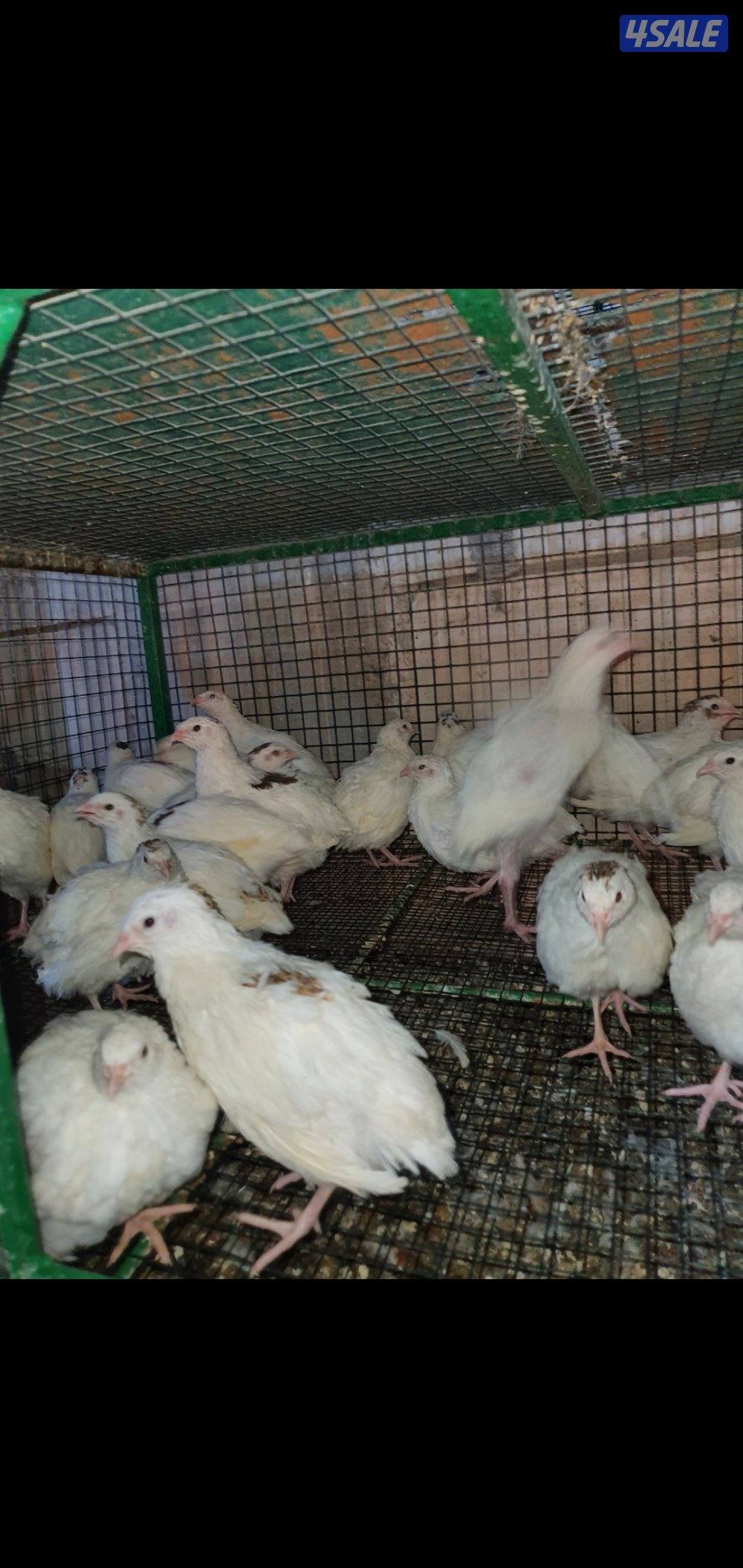 للبيع فري عادي وفري تكساس غير مطعم9