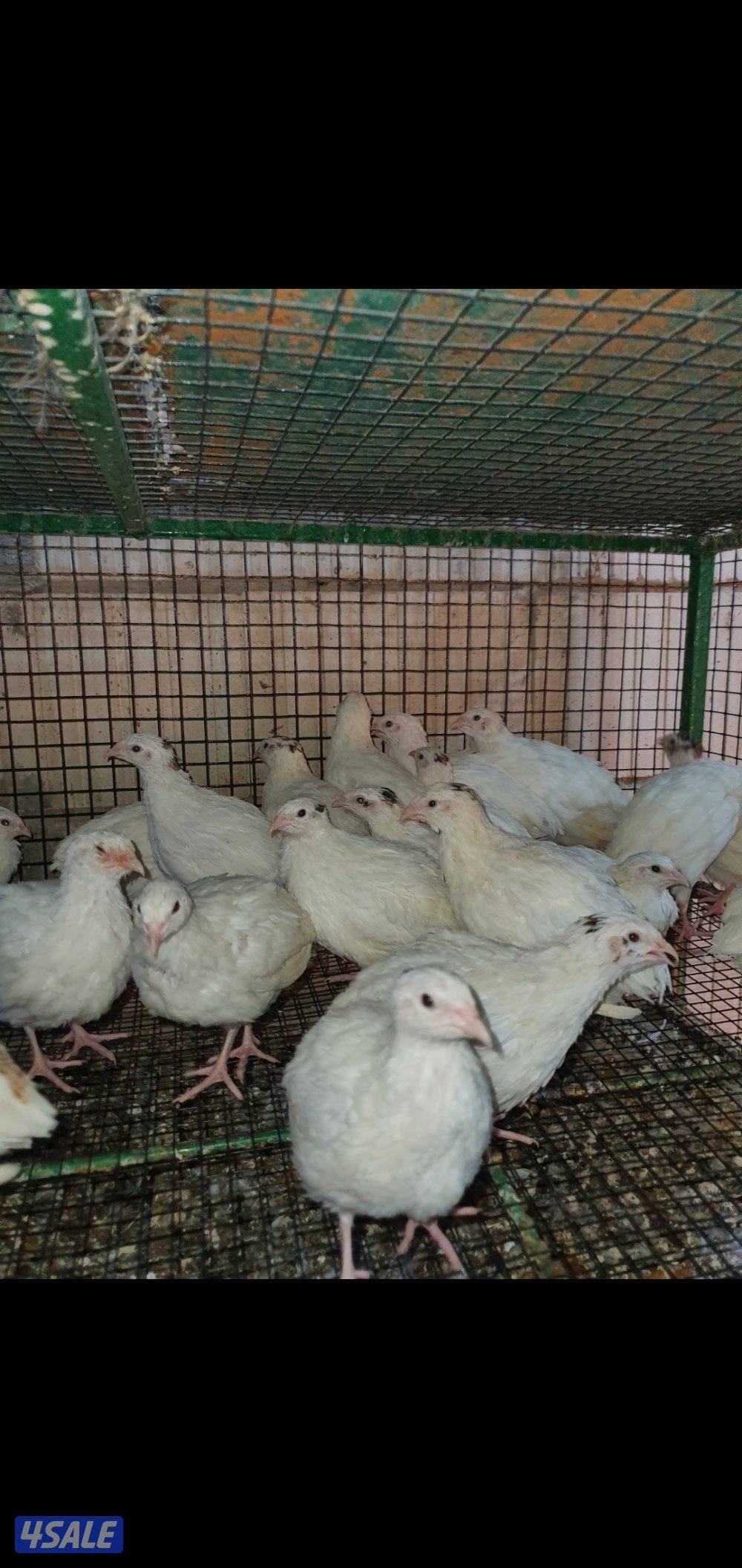 للبيع فري عادي وفري تكساس غير مطعم10