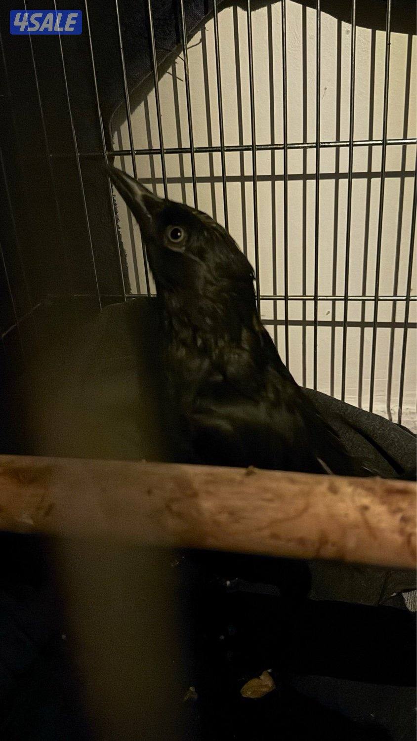 غراب ربوهه ياكل ايشي وتوني مجيك عليه بالبيطري فرخ عمره ٥اشهر0