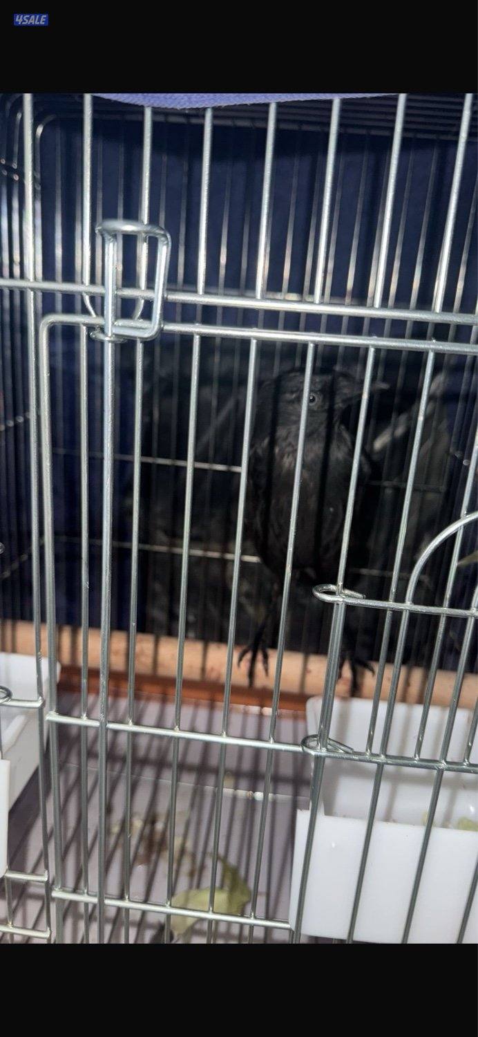 غراب ربوهه ياكل ايشي وتوني مجيك عليه بالبيطري فرخ عمره ٥اشهر1