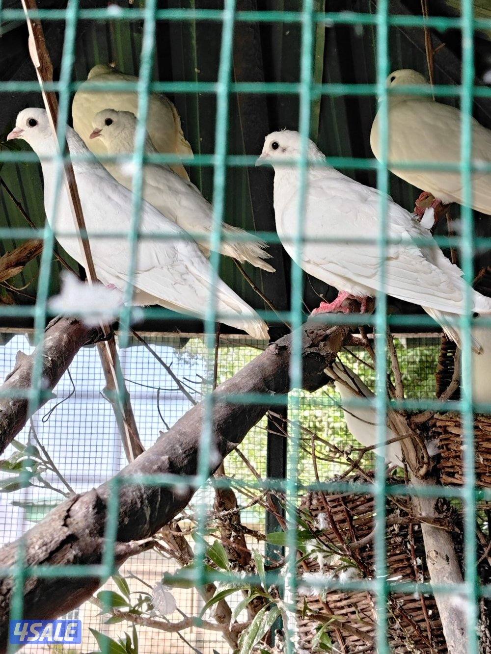 حمام وقواق أليض0