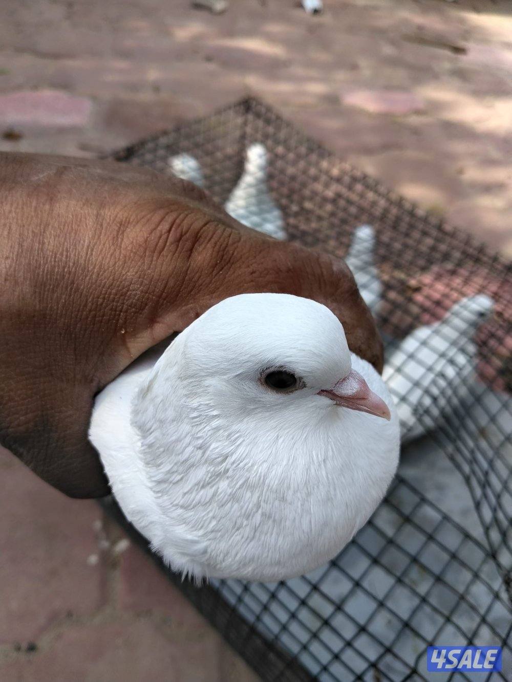 حمام وقواق أليض1