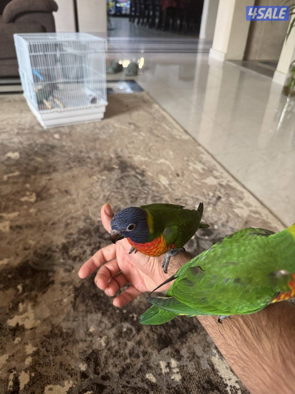 للبيع لوري ربوه0