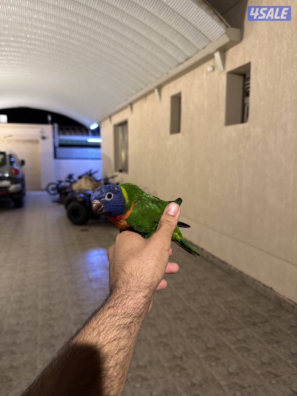 للبيع لوري ربوه2