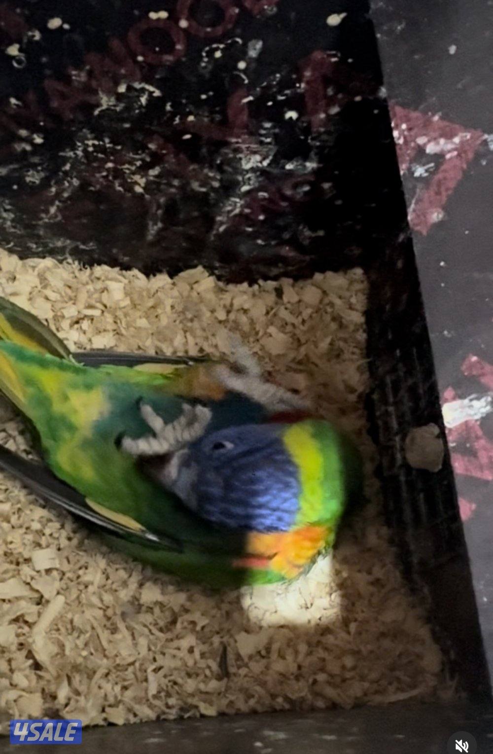 للبيع لوري ربوه5