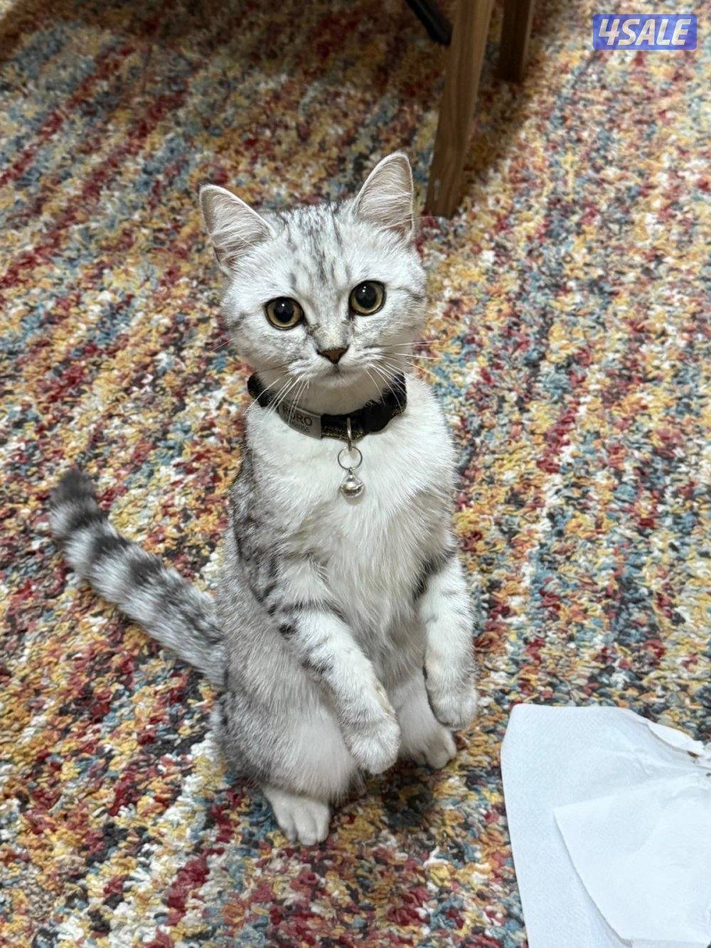 بريتش تابي ذكر0