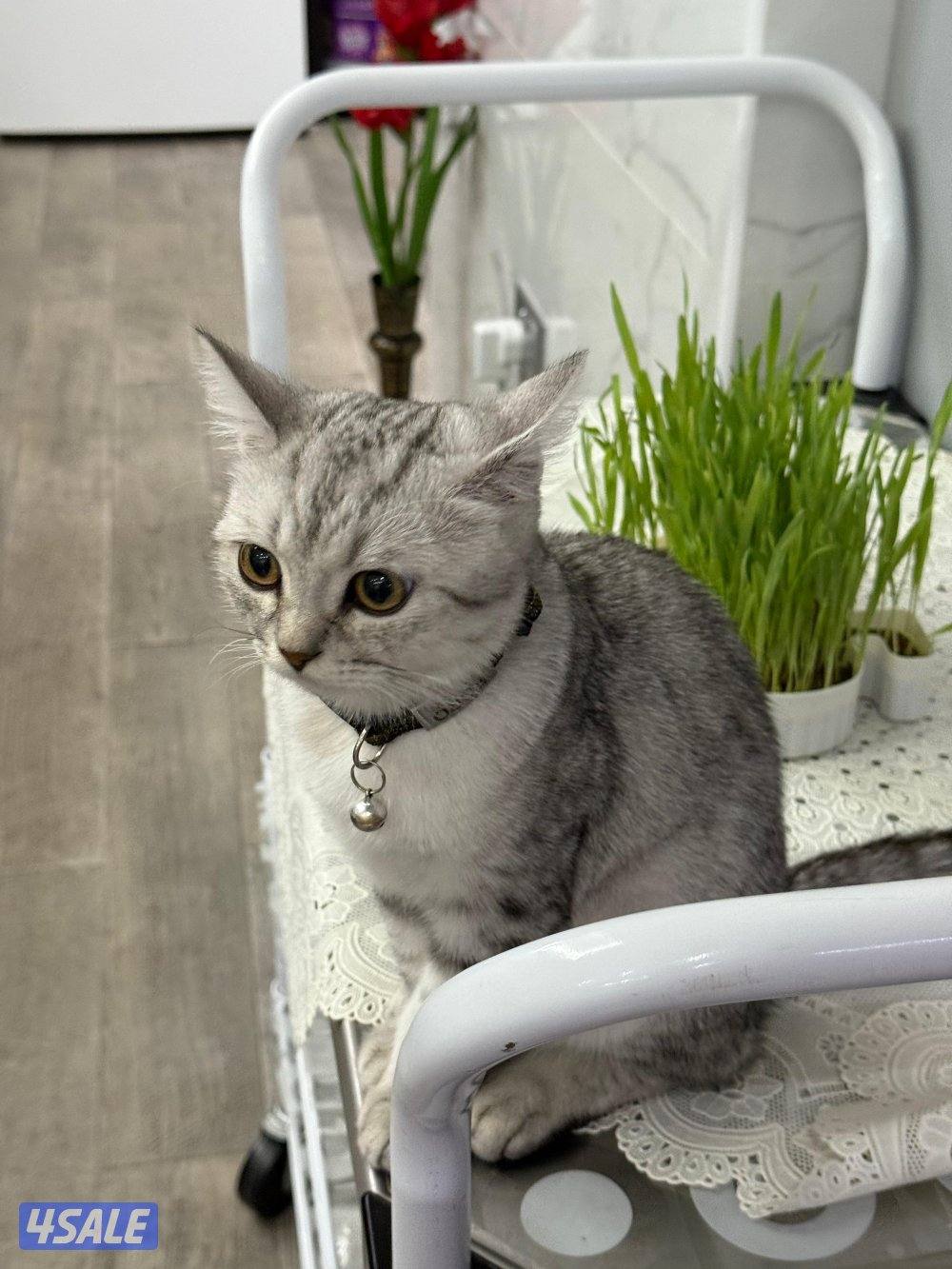 بريتش تابي ذكر1