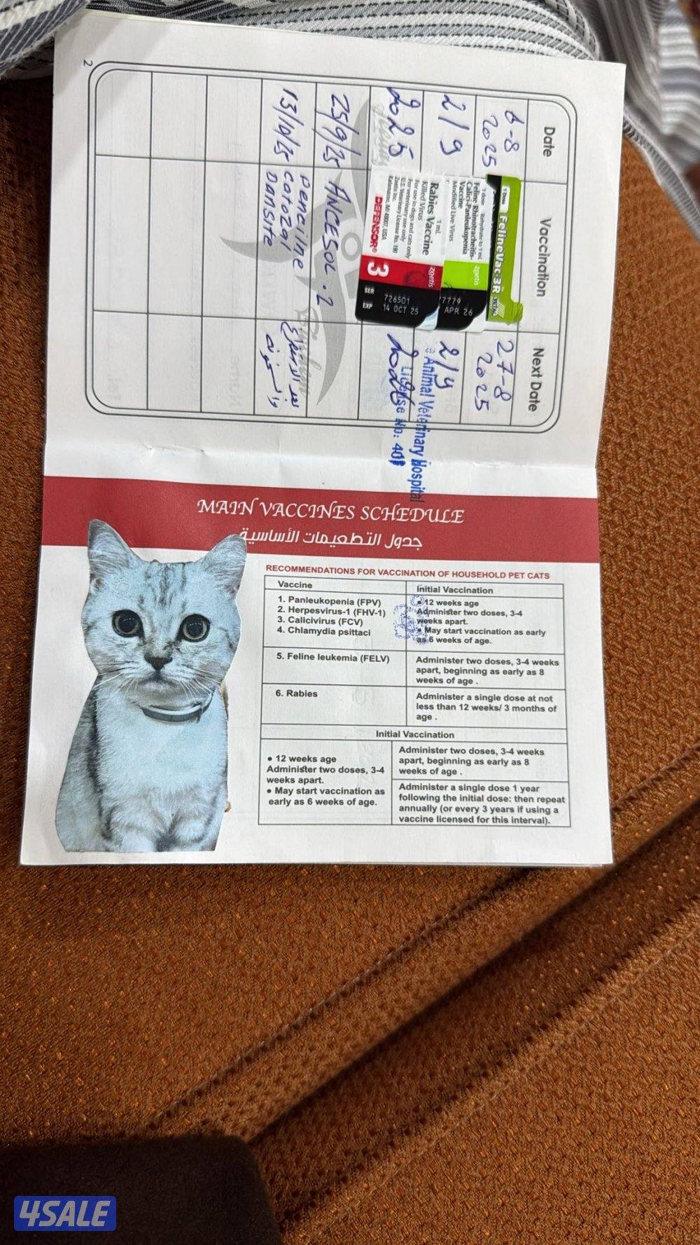 بريتش تابي ذكر2