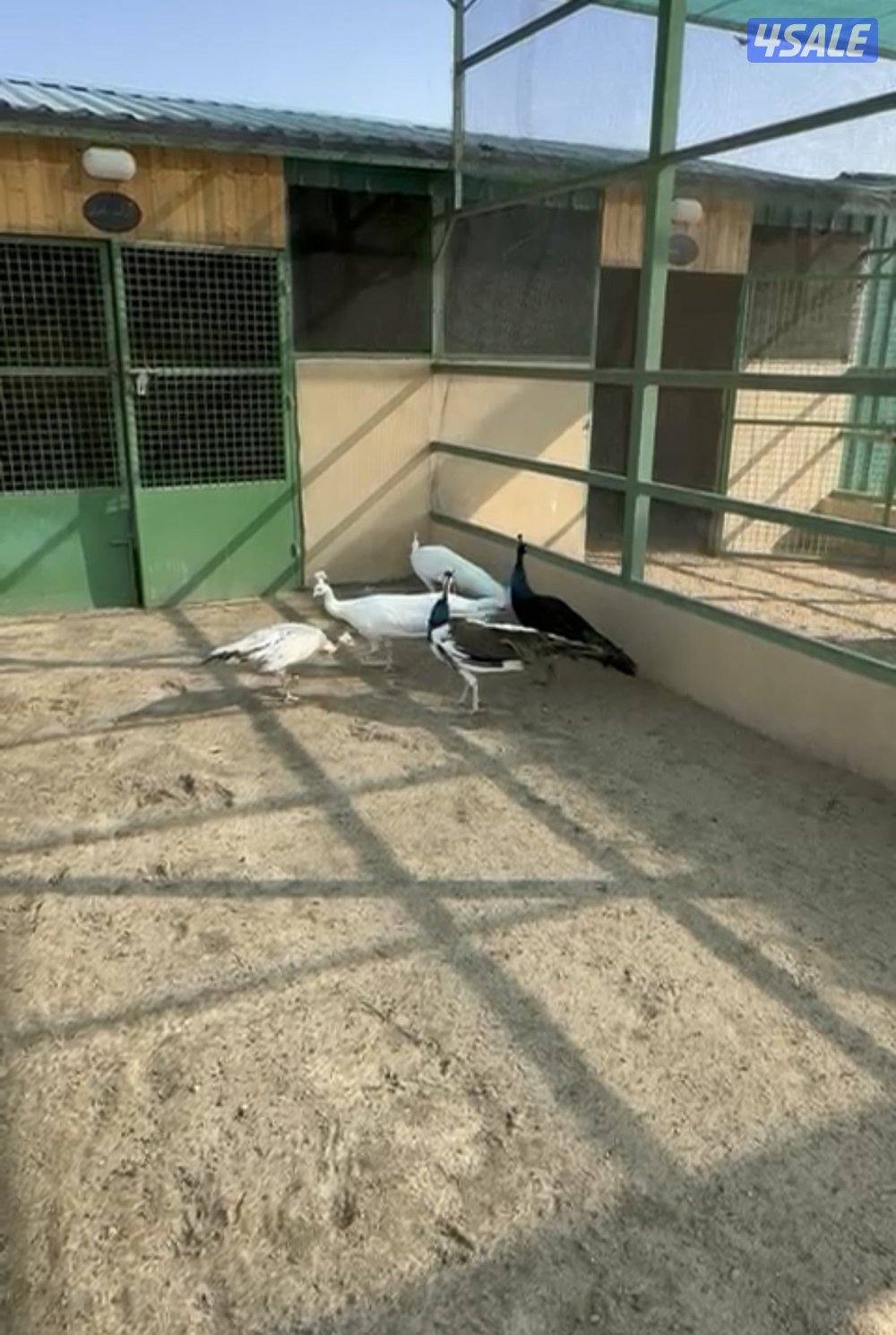 للبيع طاووس0