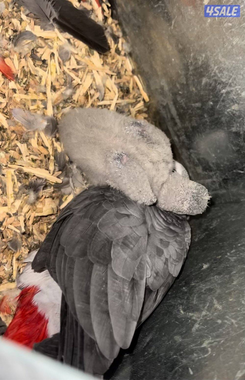 للبيع فروخ كاسكو انتاج الكويت العمر ٤٥ يوم1