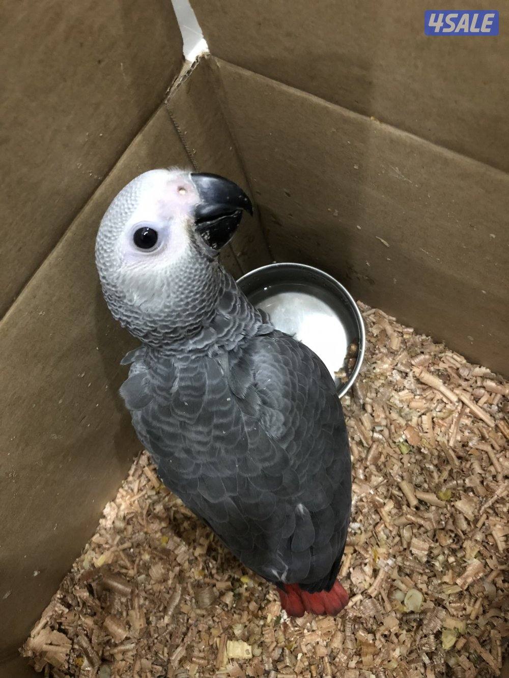 للبيع فروخ كاسكو انتاج الكويت العمر ٤٥ يوم2