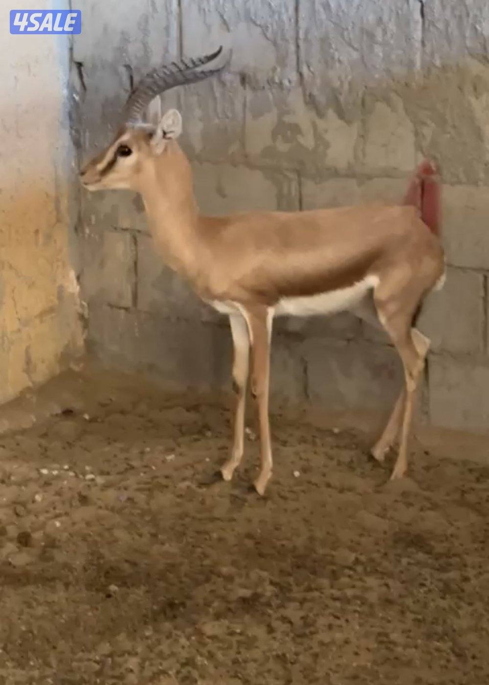 للبيع غزال0